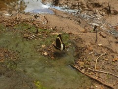 Papilio fuscus canopus