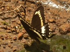 Papilio fuscus canopus