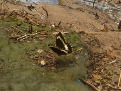 Papilio fuscus canopus