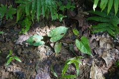Aristolochia acuminata