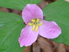Trillium catesbaei