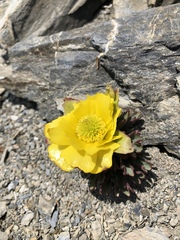 Ranunculus acraeus