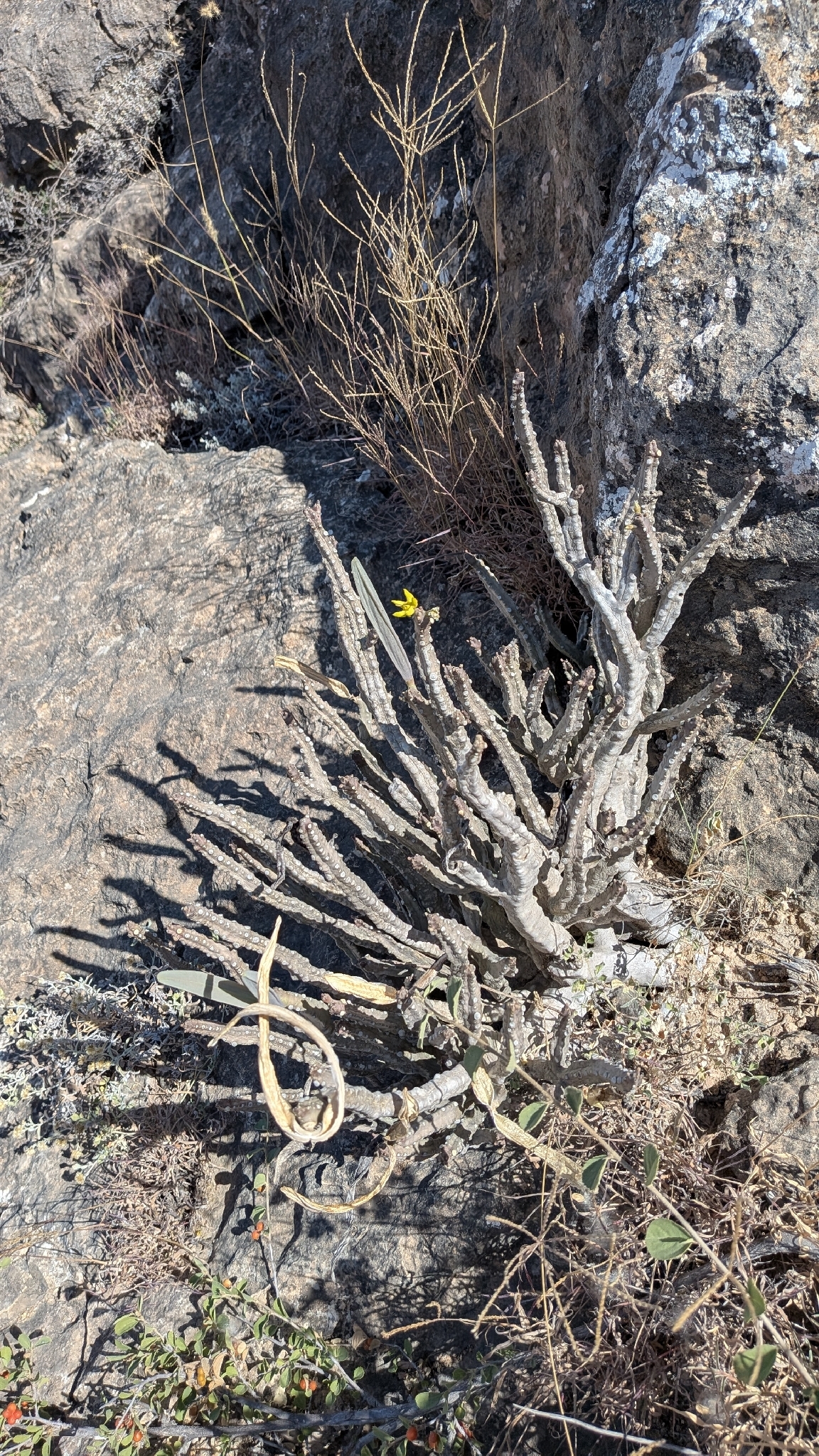 Monolluma quadrangula (Forssk.) Plowes