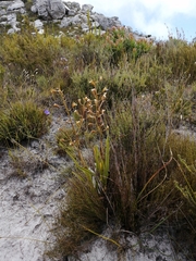 Eulophia tristis
