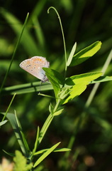 Lathyrus palustris pilosus