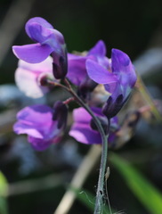 Lathyrus palustris pilosus