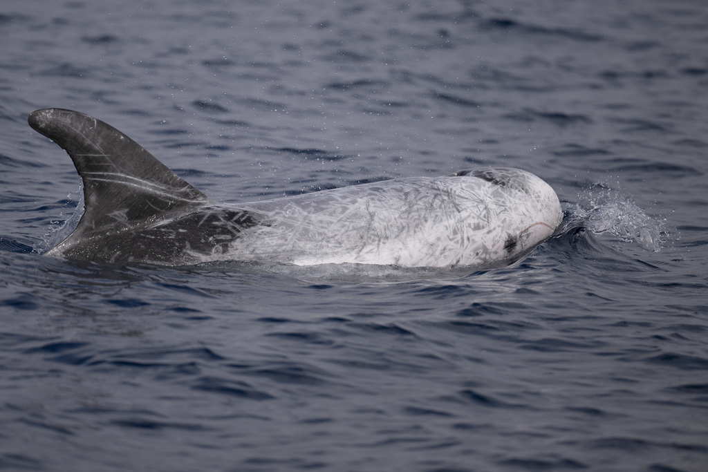 Pale scarred Risso's dolphin surfacing with tall dorsal fin