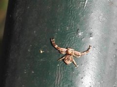 Strigoplus guizhouensis