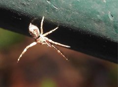 Strigoplus guizhouensis