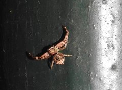 Strigoplus guizhouensis