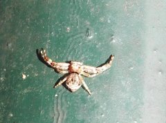 Strigoplus guizhouensis