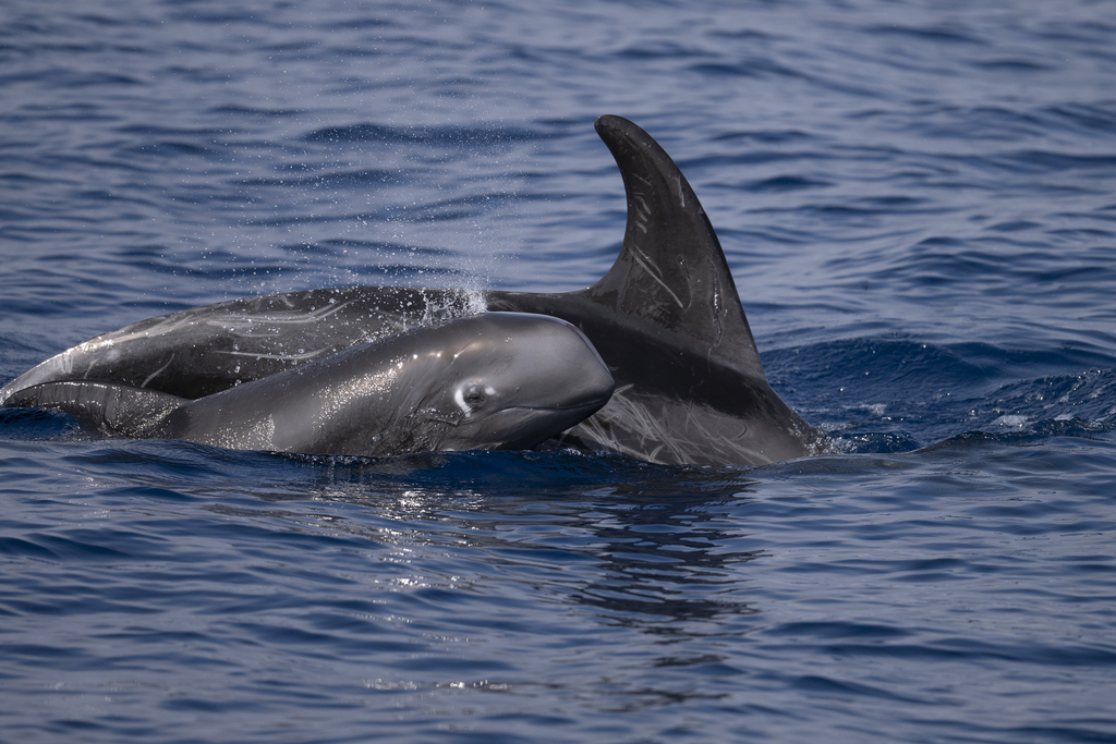 Risso's dolphin adult and calf surfacing together