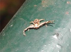 Strigoplus guizhouensis