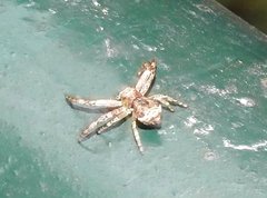 Strigoplus guizhouensis