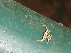 Strigoplus guizhouensis