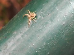 Strigoplus guizhouensis