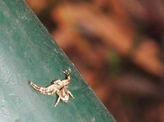 Strigoplus guizhouensis