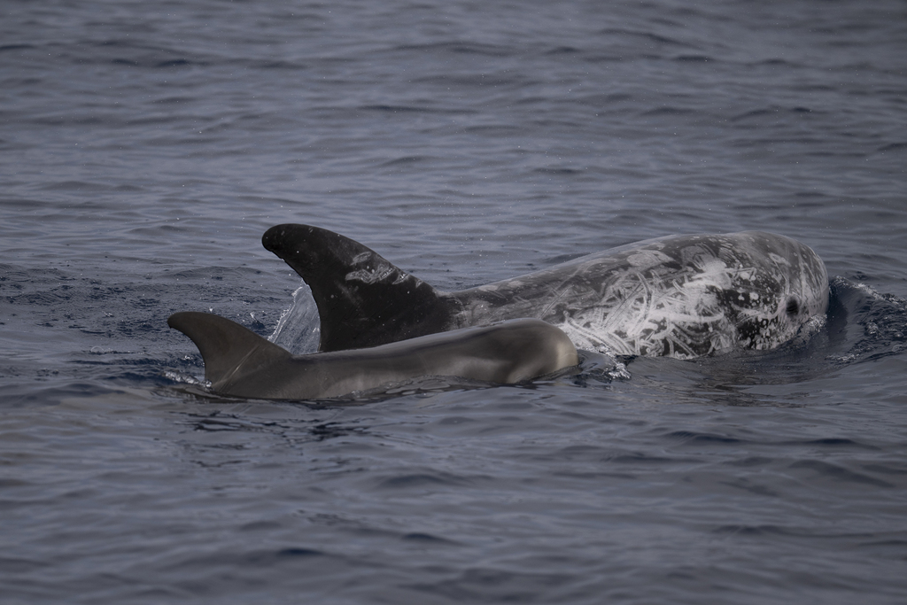 Two Risso's dolphins surfacing, one heavily scarred
