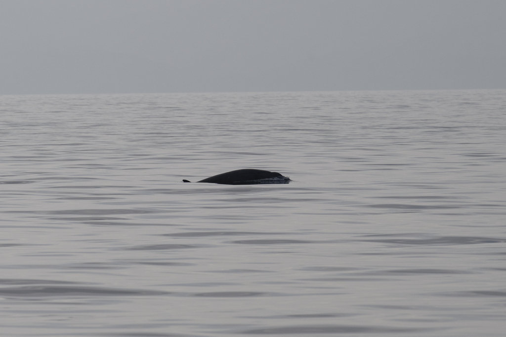 Gervais' Beaked Whale