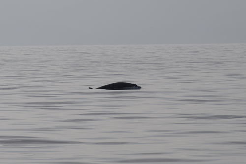 Gervais' Beaked Whale