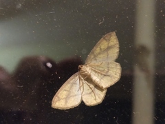 Periclina syctaria