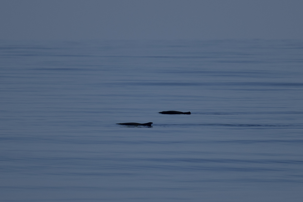 Dwarf Sperm Whale