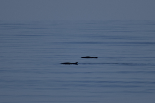 Dwarf Sperm Whale