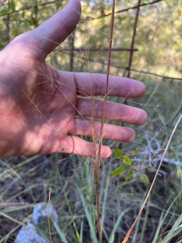 Eragrostis intermedia iNat (2)