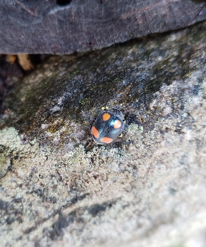 Epilachna fausta