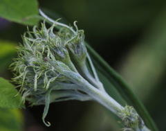 Saussurea pseudotilesii