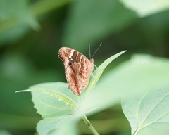Junonia erigone