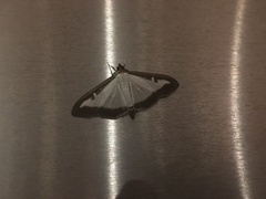 Cydalima perspectalis