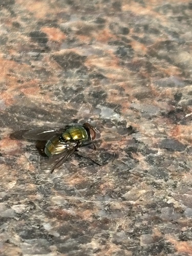 Unknown species found near Johnson County Community College, Overland Park, KS, US