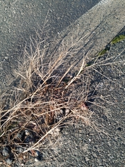 Eragrostis amurensis