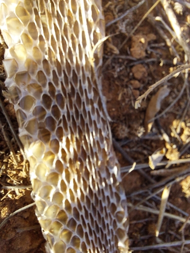 Australian Elapids (inc. Sea Snakes) sighting