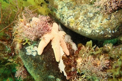 Pseudonepanthia troughtoni