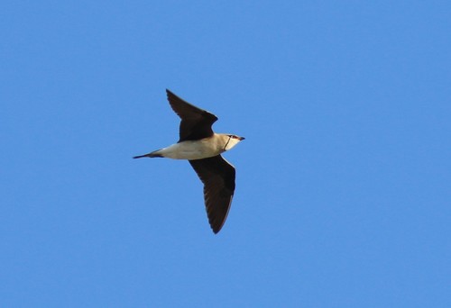 Canastera alinegra (Glareola nordmanni)