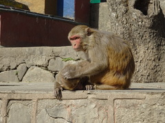 Macaca mulatta