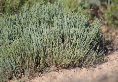 Anabasis salsa