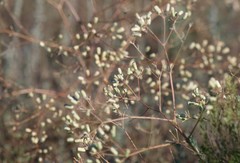 Prangos odontalgica