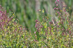 Apocynum venetum