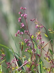 Apocynum venetum
