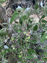 Croton gratissimus gratissimus