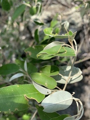 Croton gratissimus gratissimus