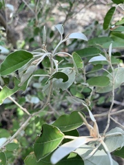 Croton gratissimus gratissimus