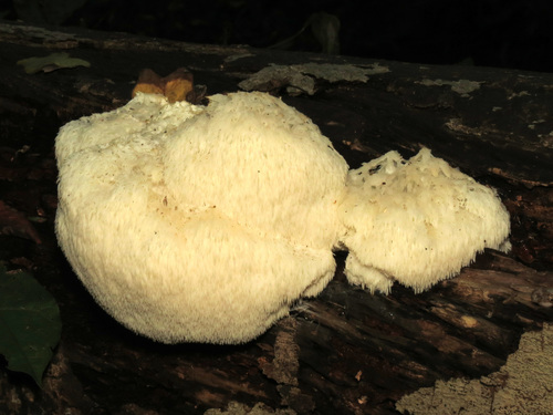 Lion's Mane