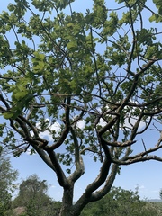 Commiphora marlothii