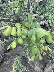 Commiphora marlothii