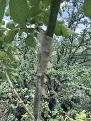 Commiphora marlothii