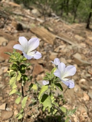 Barleria matopensis
